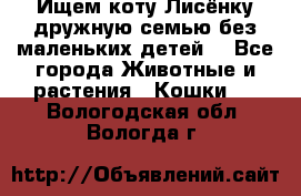 Ищем коту Лисёнку дружную семью без маленьких детей  - Все города Животные и растения » Кошки   . Вологодская обл.,Вологда г.